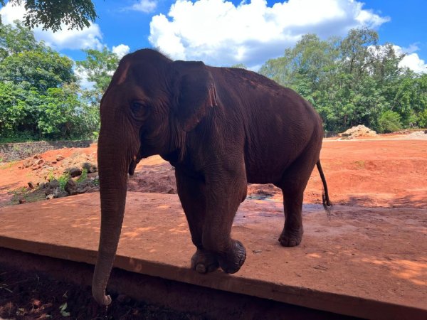 鼎宝融 “桦加沙”逼近海南，55岁亚洲象“庄布”无避雨内舍，园方回应双岗陪护