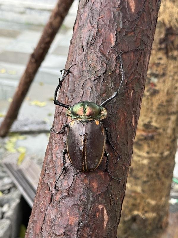 9688策略宝 “昆虫界大熊猫”阳彩臂金龟活体首次现身陕西